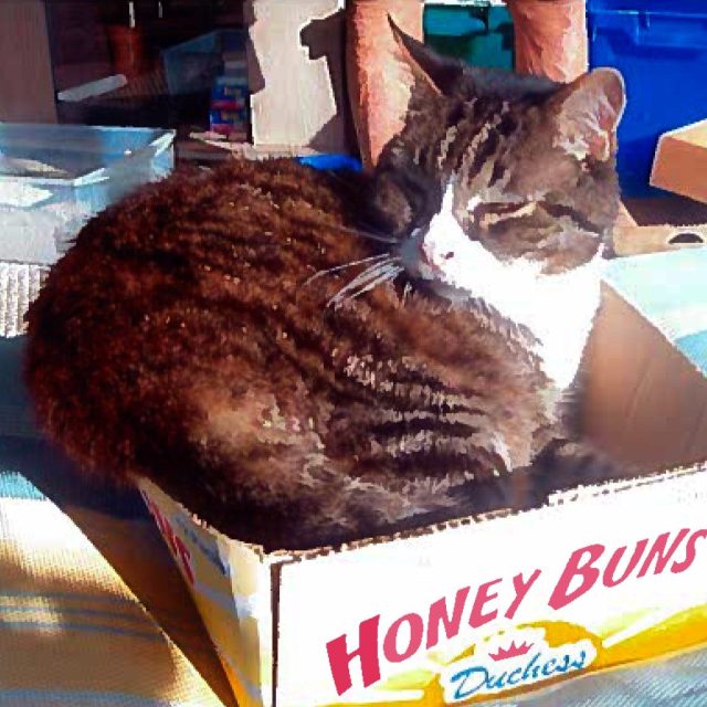 Garfield, Eat Your Heart Out.