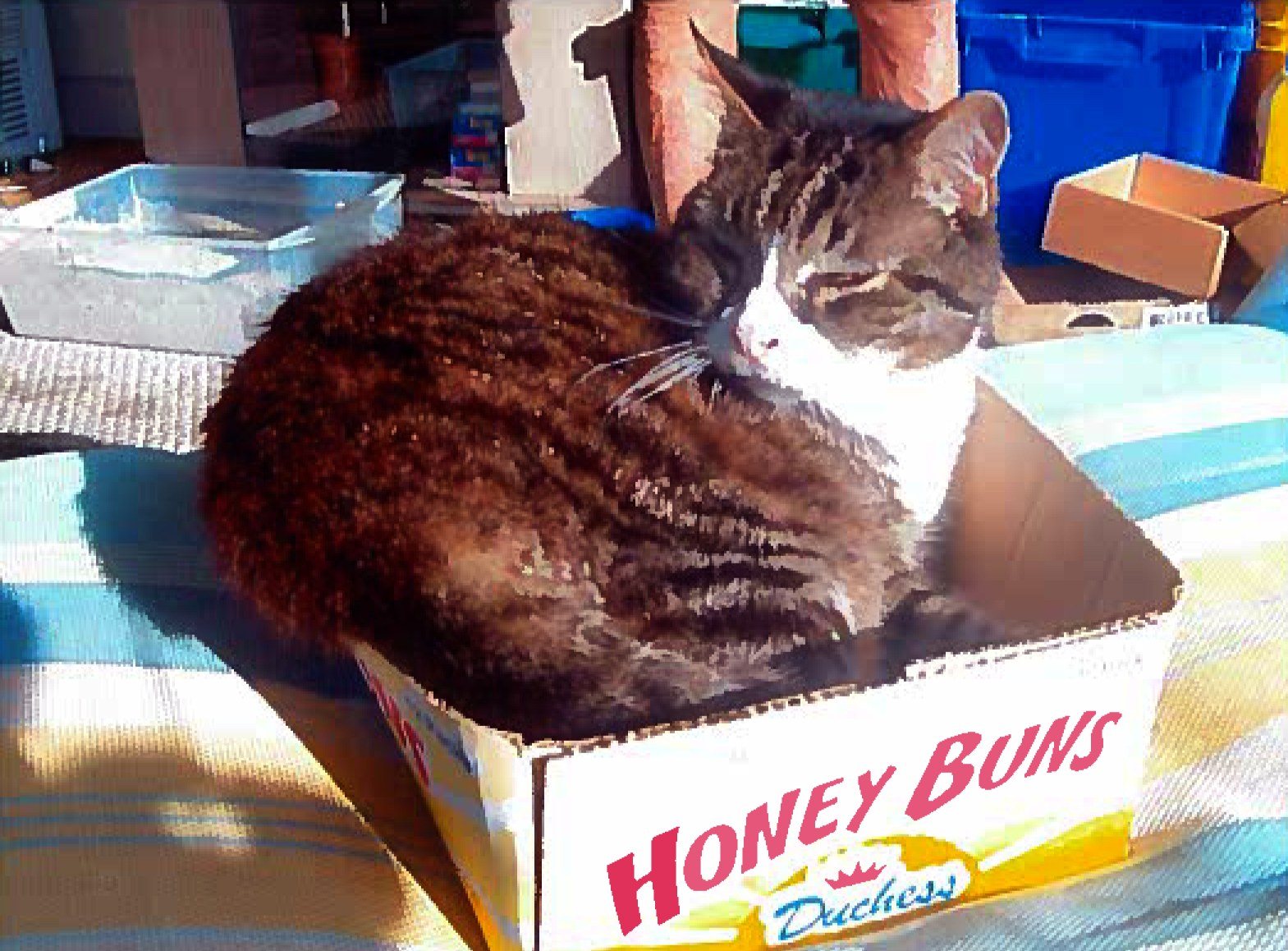 Garfield, Eat Your Heart Out.