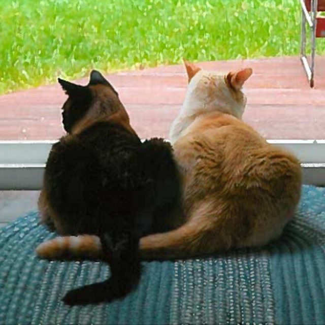 Elvis And Sinatra