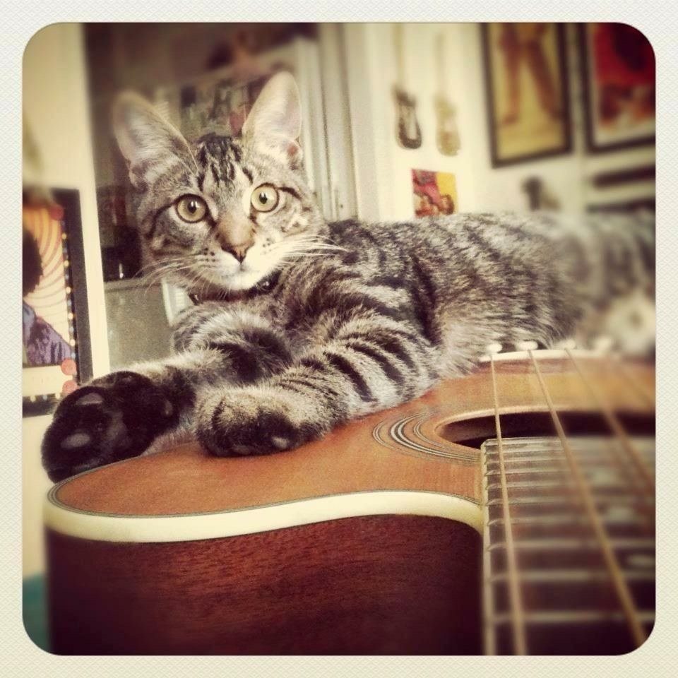 Ziggy Is Feeling The Bass