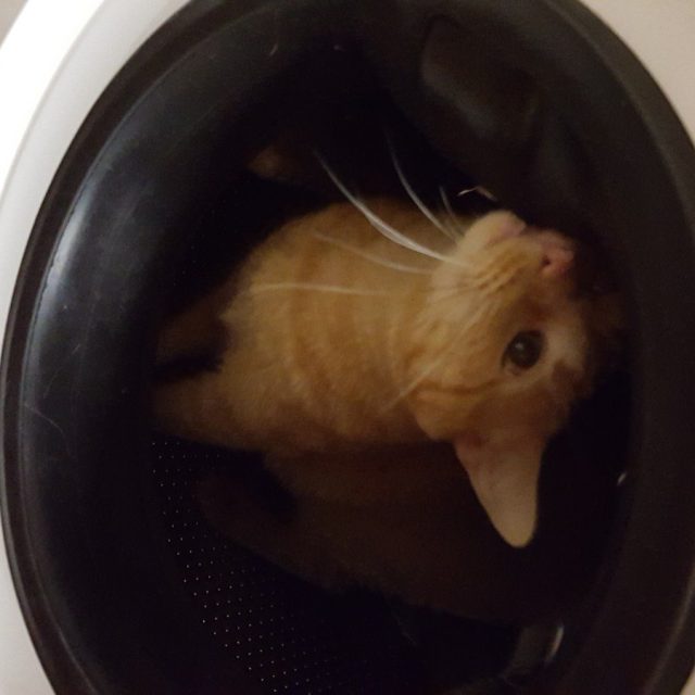 Simba Helping Mommy With Laundry