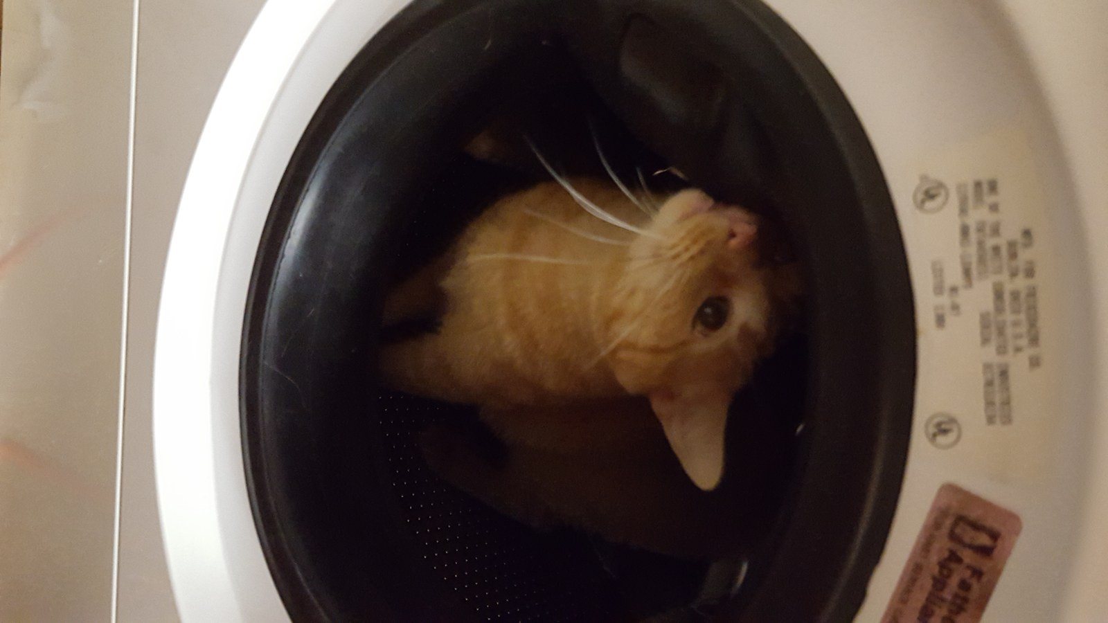 Simba Helping Mommy With Laundry