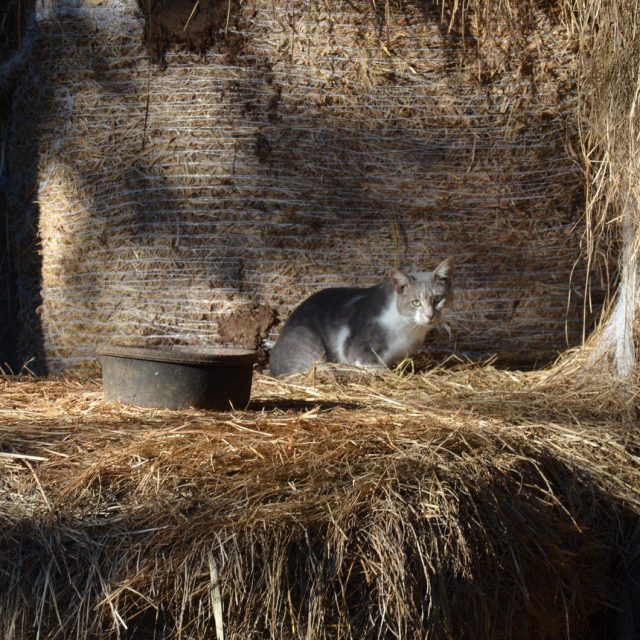 Barns Have The Most Tasty Mice!