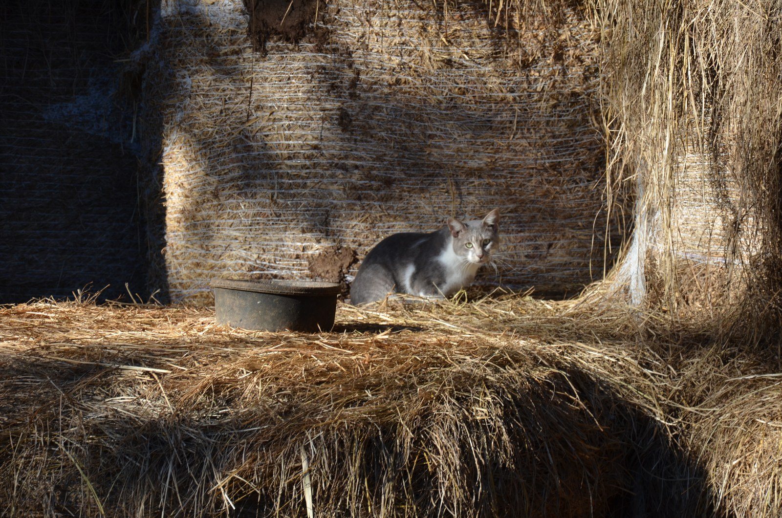 Barns Have The Most Tasty Mice!