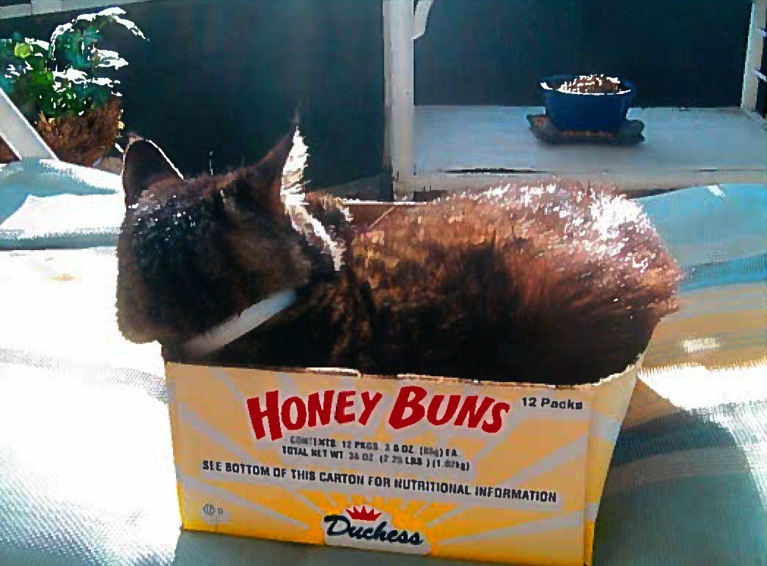 The Honey Buns Are Mine.