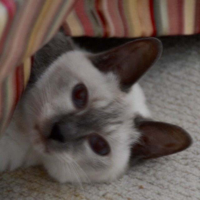 PeekaBoo