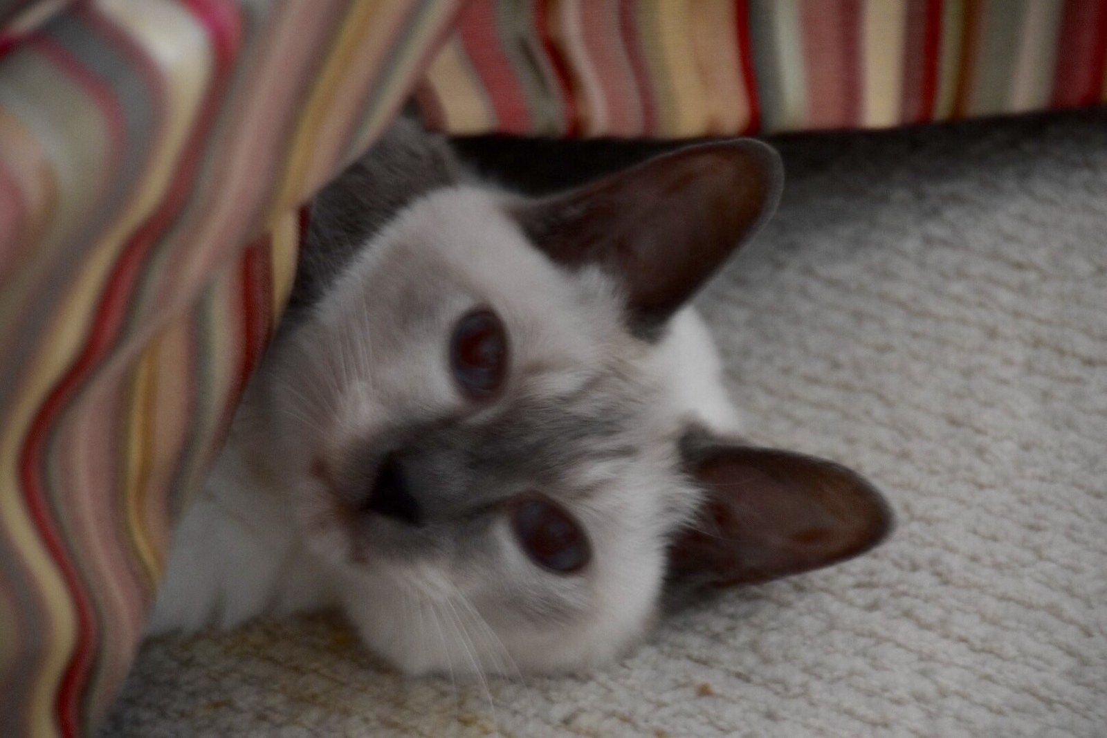 PeekaBoo