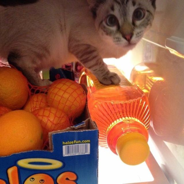 Kitty In The Oranges
