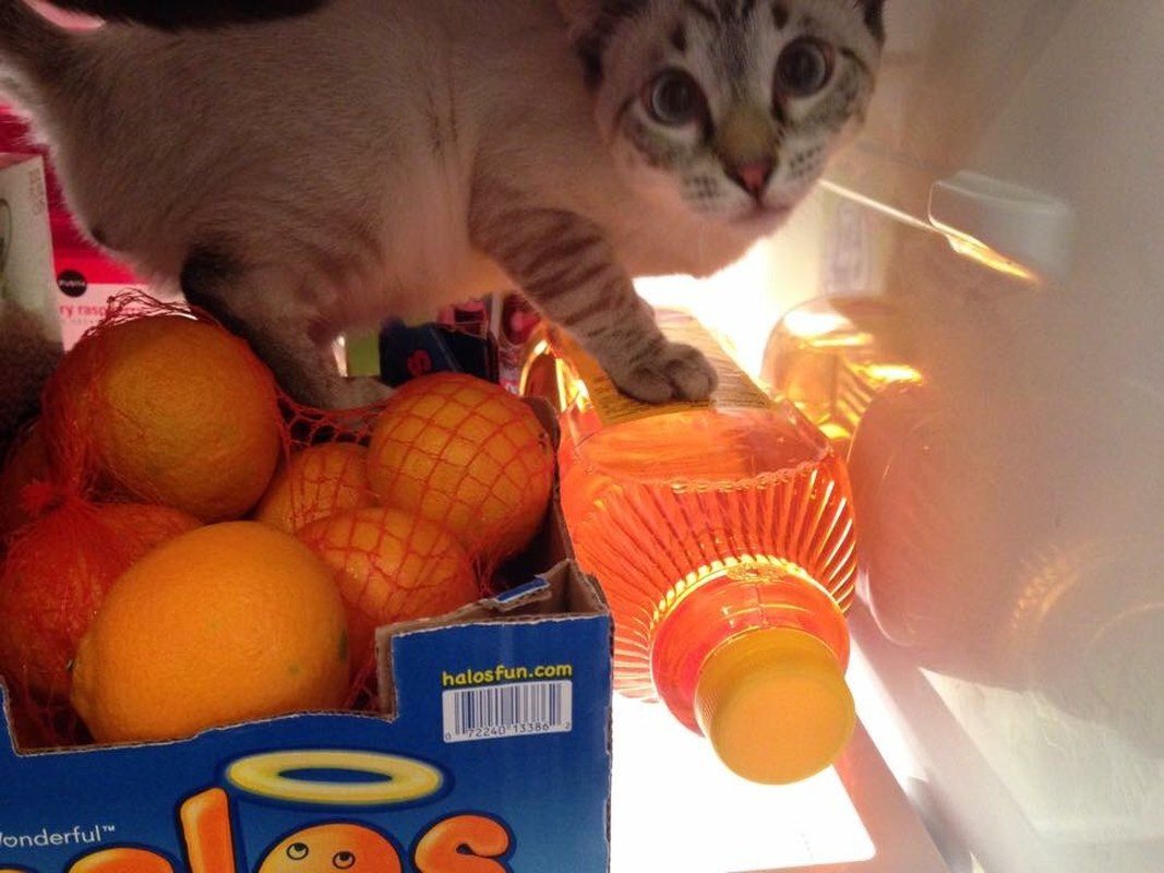 Kitty In The Oranges