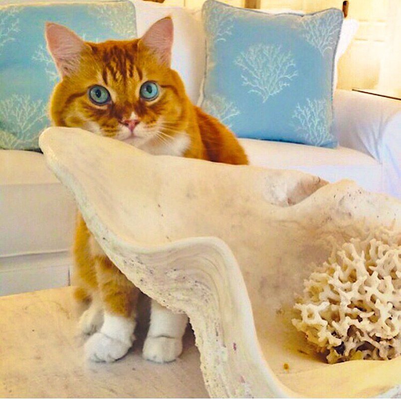 Coastal Kitty