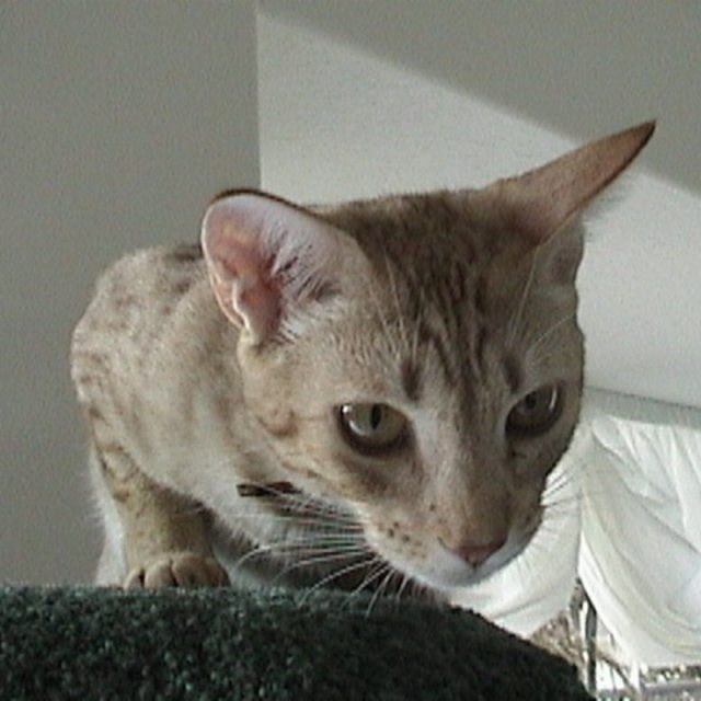 Ossy Spots His Prey.