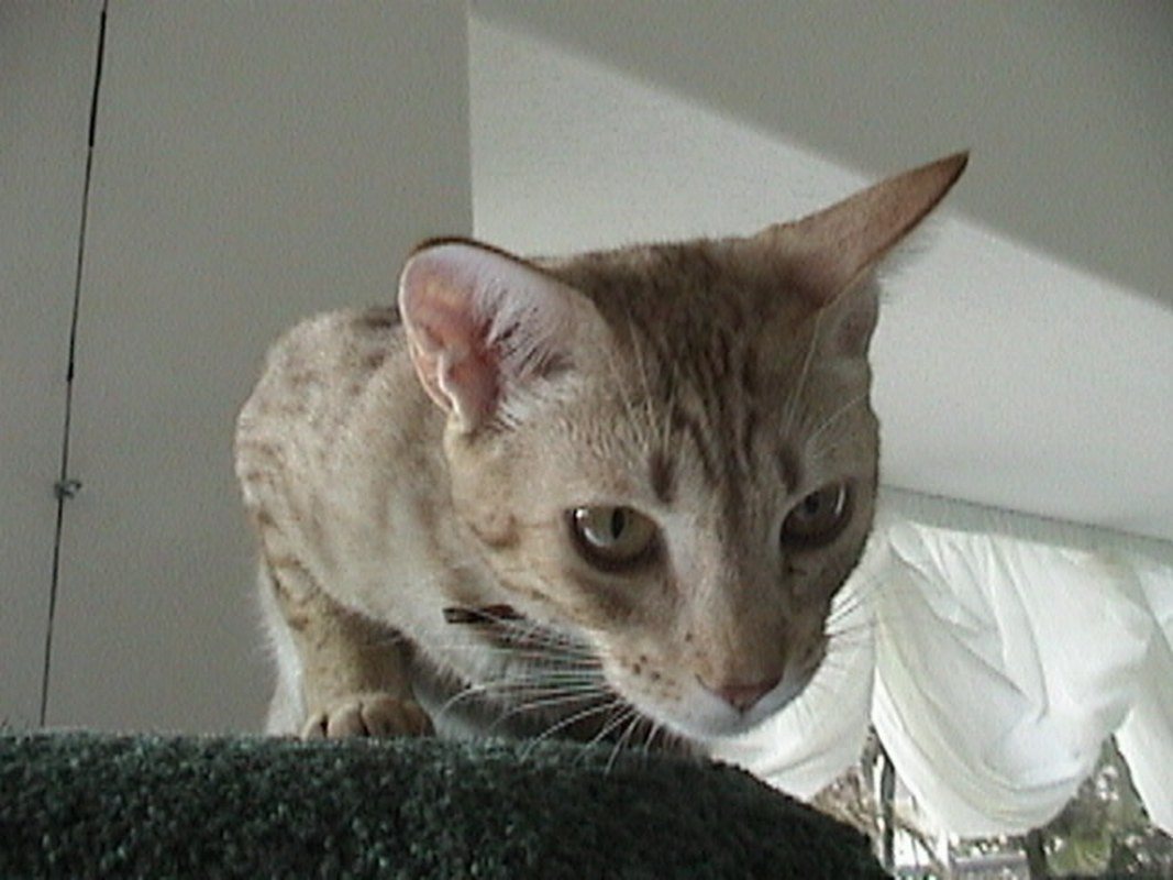 Ossy Spots His Prey.