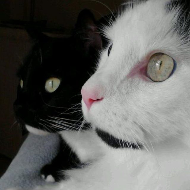 Tinker And Scout..best Friends