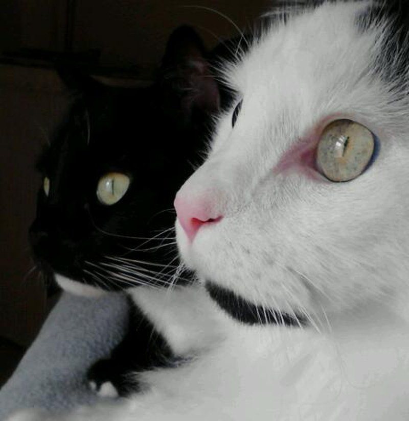 Tinker And Scout..best Friends
