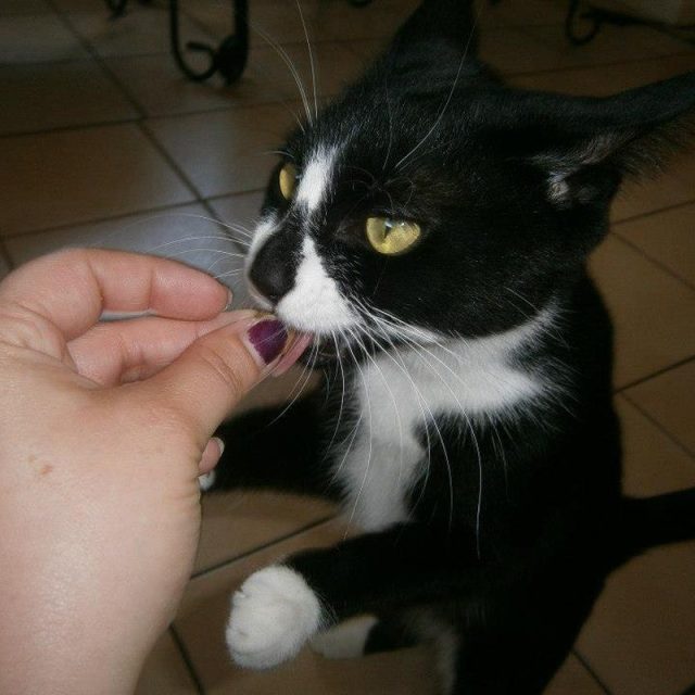 Cats Can Do Better Tricks For Treats!