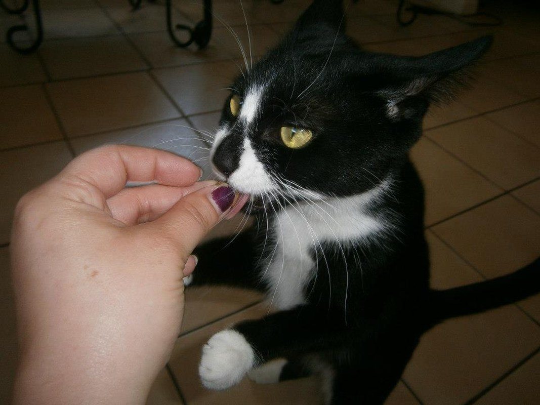 Cats Can Do Better Tricks For Treats!