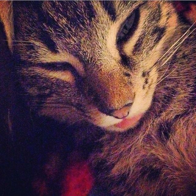 Kitty Dreams Can Really Be Exhausting Huh Bowie?