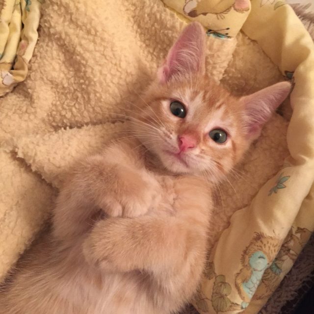 Contentment (HALO Foster Kitten)