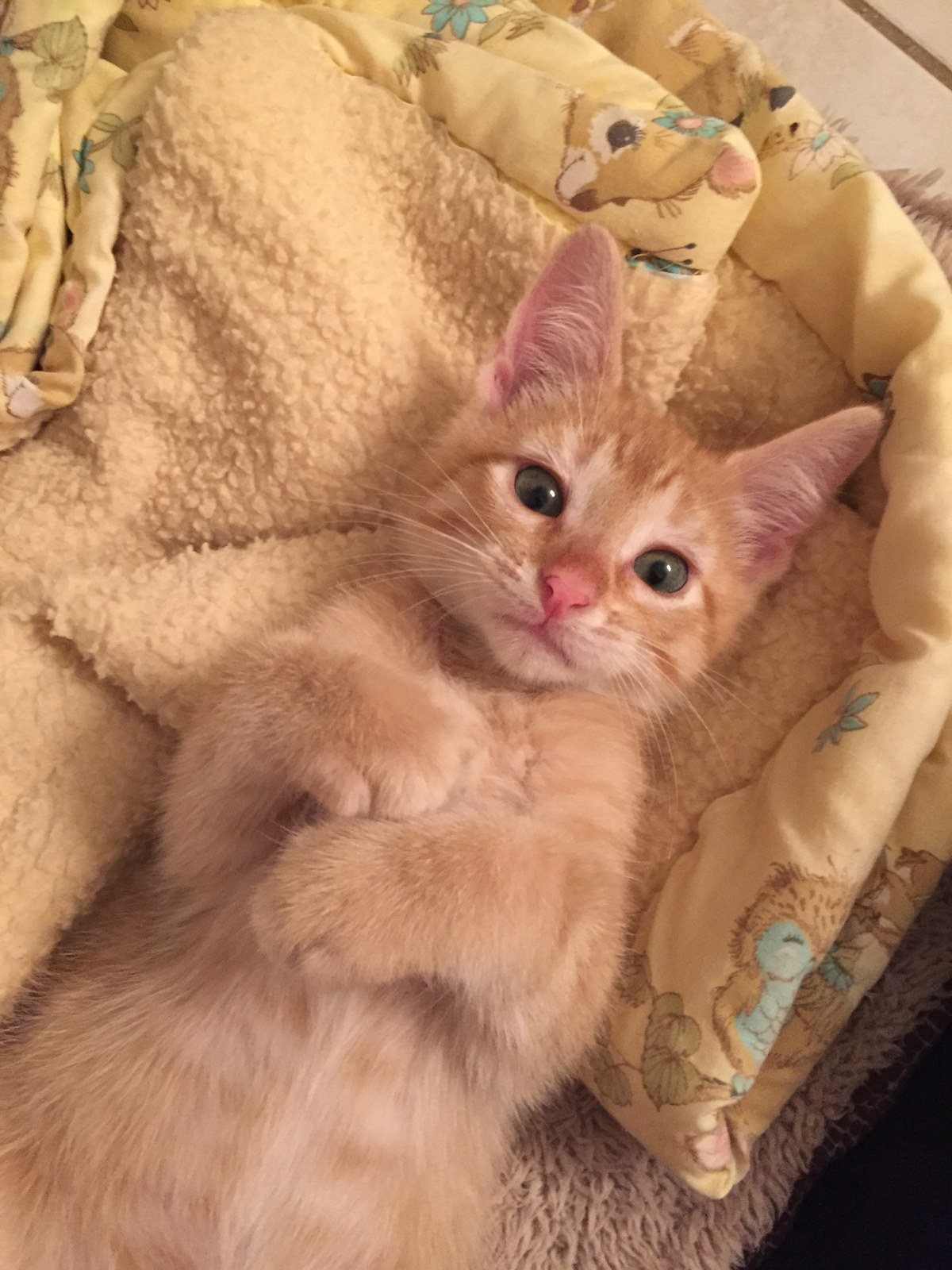 Contentment (HALO Foster Kitten)
