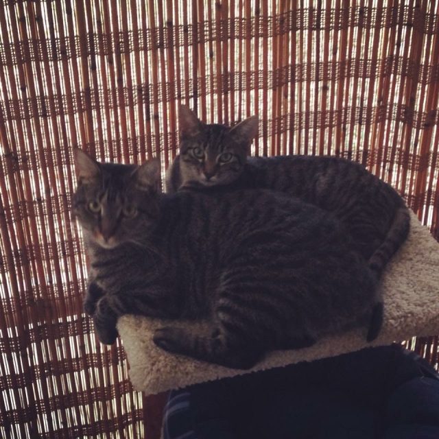 Cat Spooning Lol