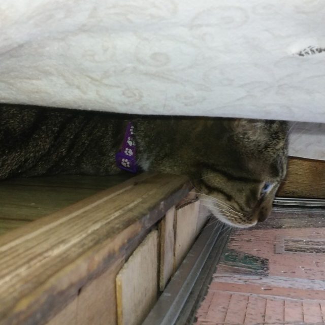Khaleesi Serious About The Rain Looking Pretty