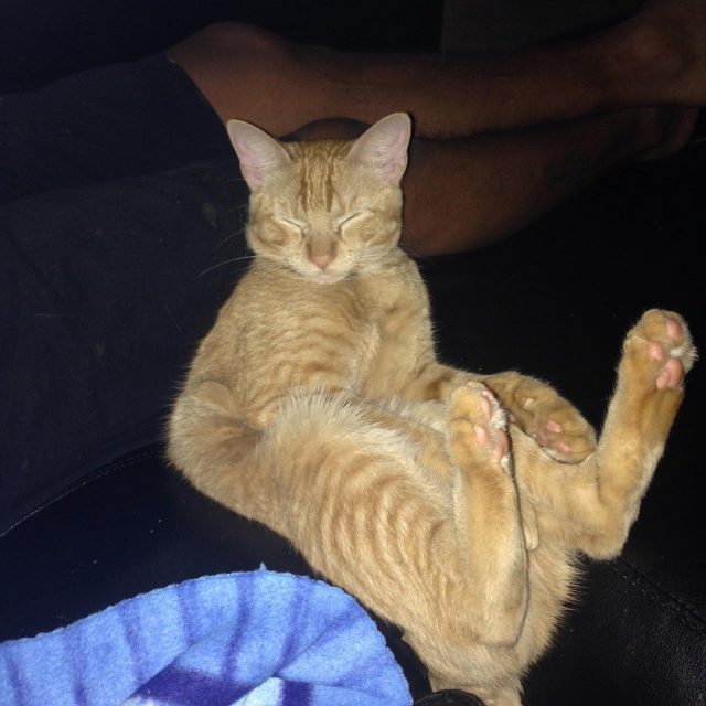 Just Chillin! VOTE FOR TIGRE