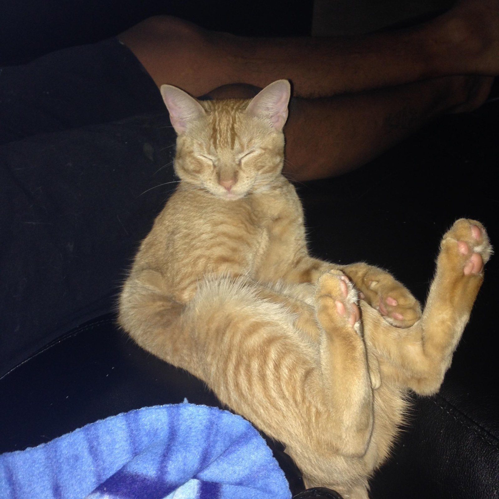 Just Chillin! VOTE FOR TIGRE