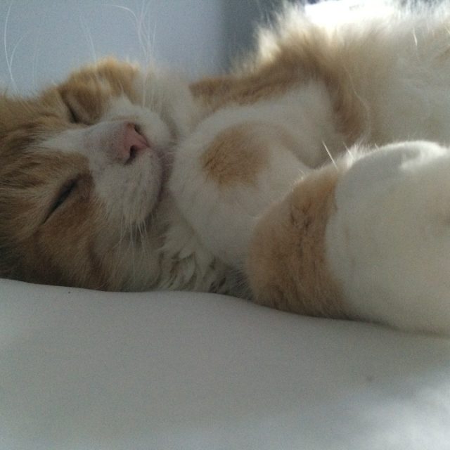 Sleepy Cat