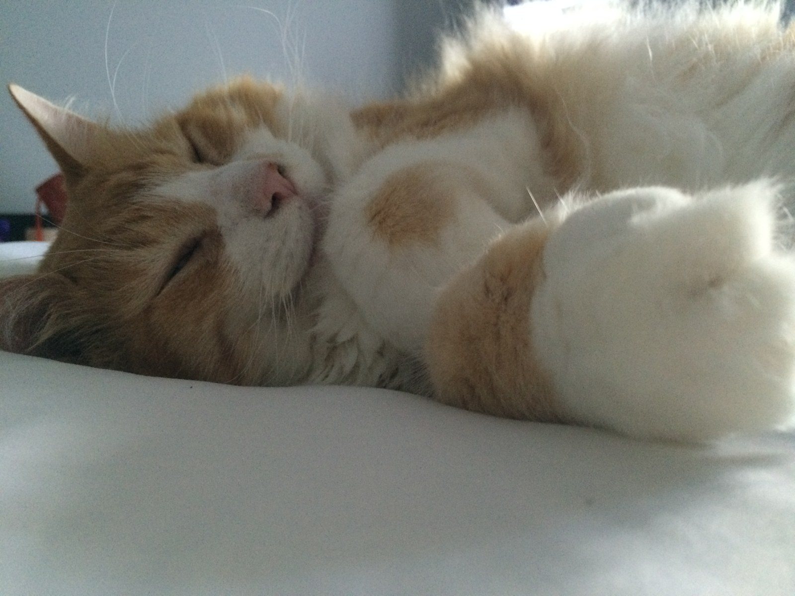 Sleepy Cat