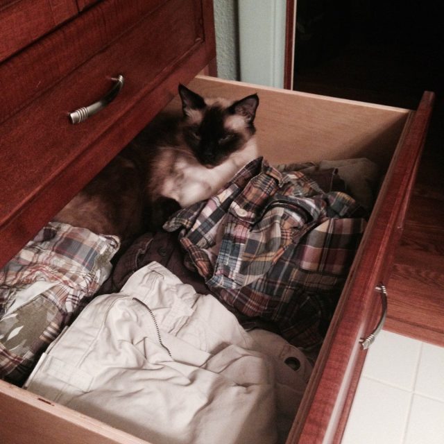 I Think I Will Wear A Cat Today