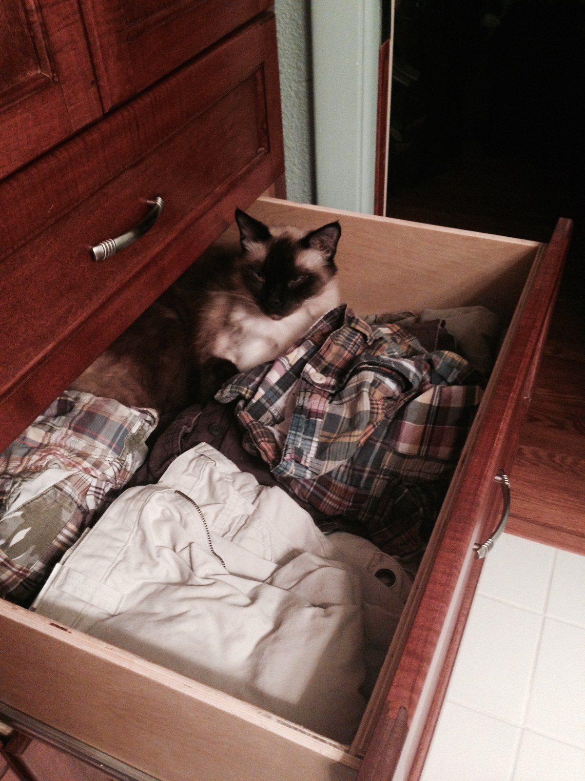I Think I Will Wear A Cat Today