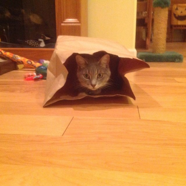 SOX In A Bag!