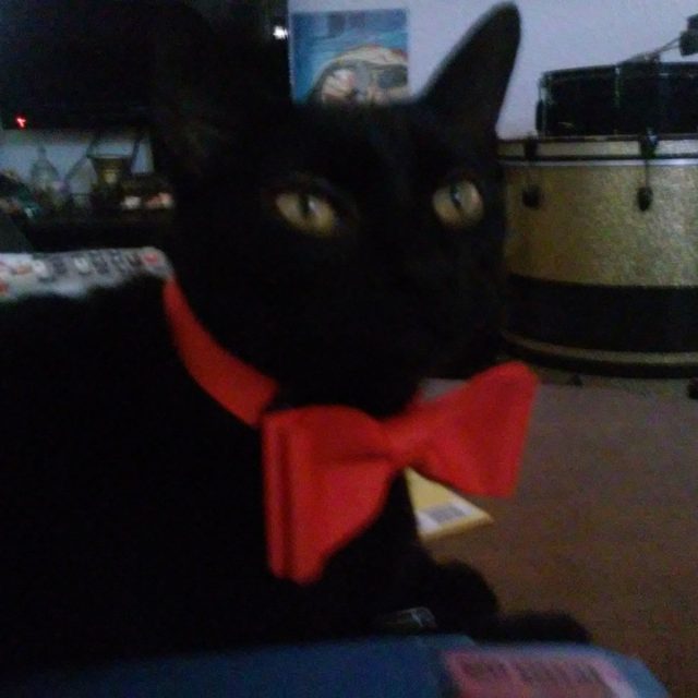 Professor Kitty Meow Looking Dapper As He Grades His Human Interaction Class Exa