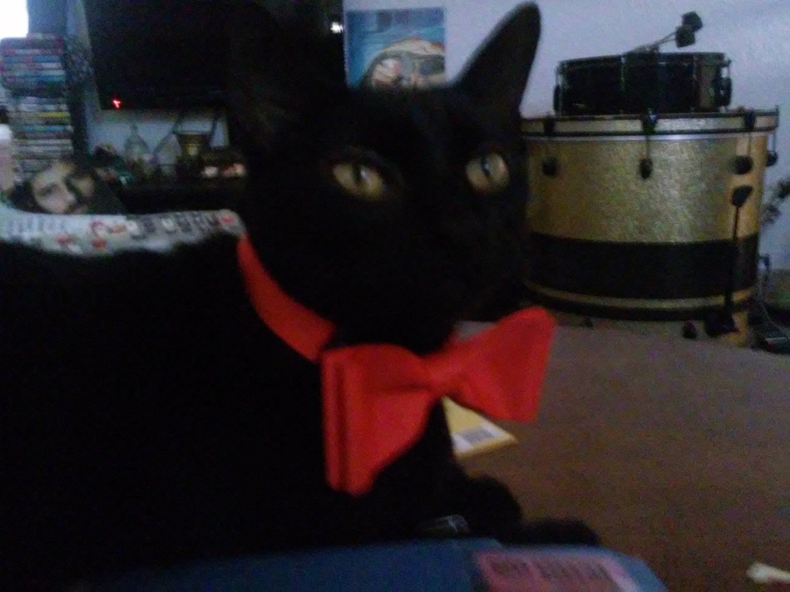 Professor Kitty Meow Looking Dapper As He Grades His Human Interaction Class Exa