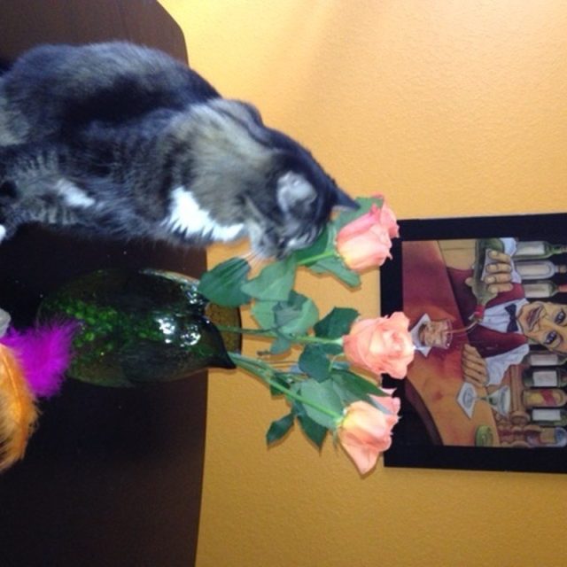 Neko And Her Flowers