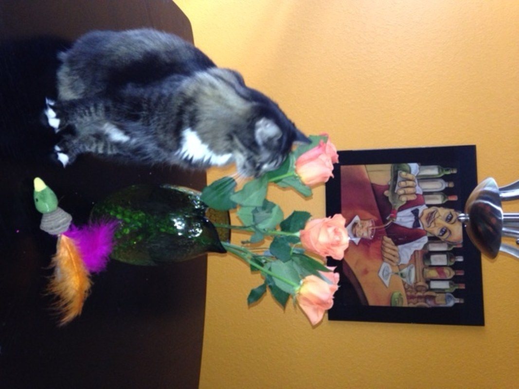 Neko And Her Flowers