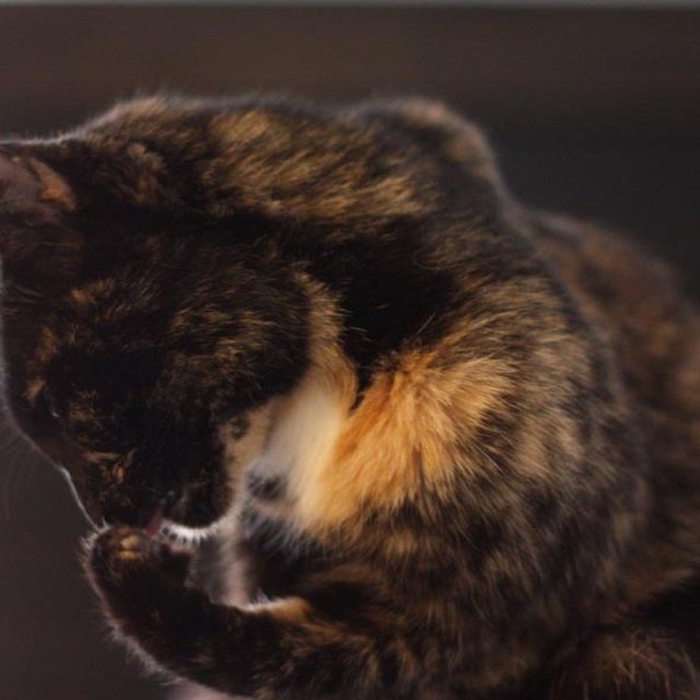 Phoebe