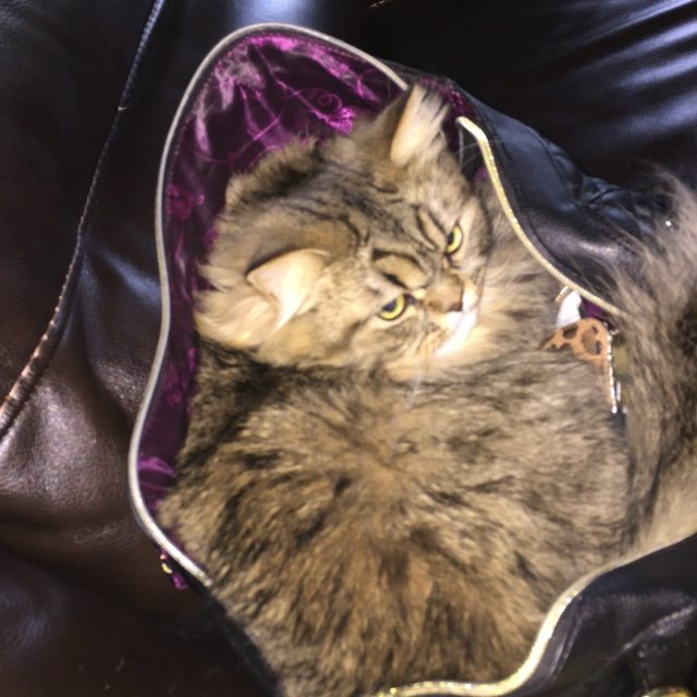 Hi I'm Gizmo. I Don't Let My Mommy Go Anywhere Without Me.