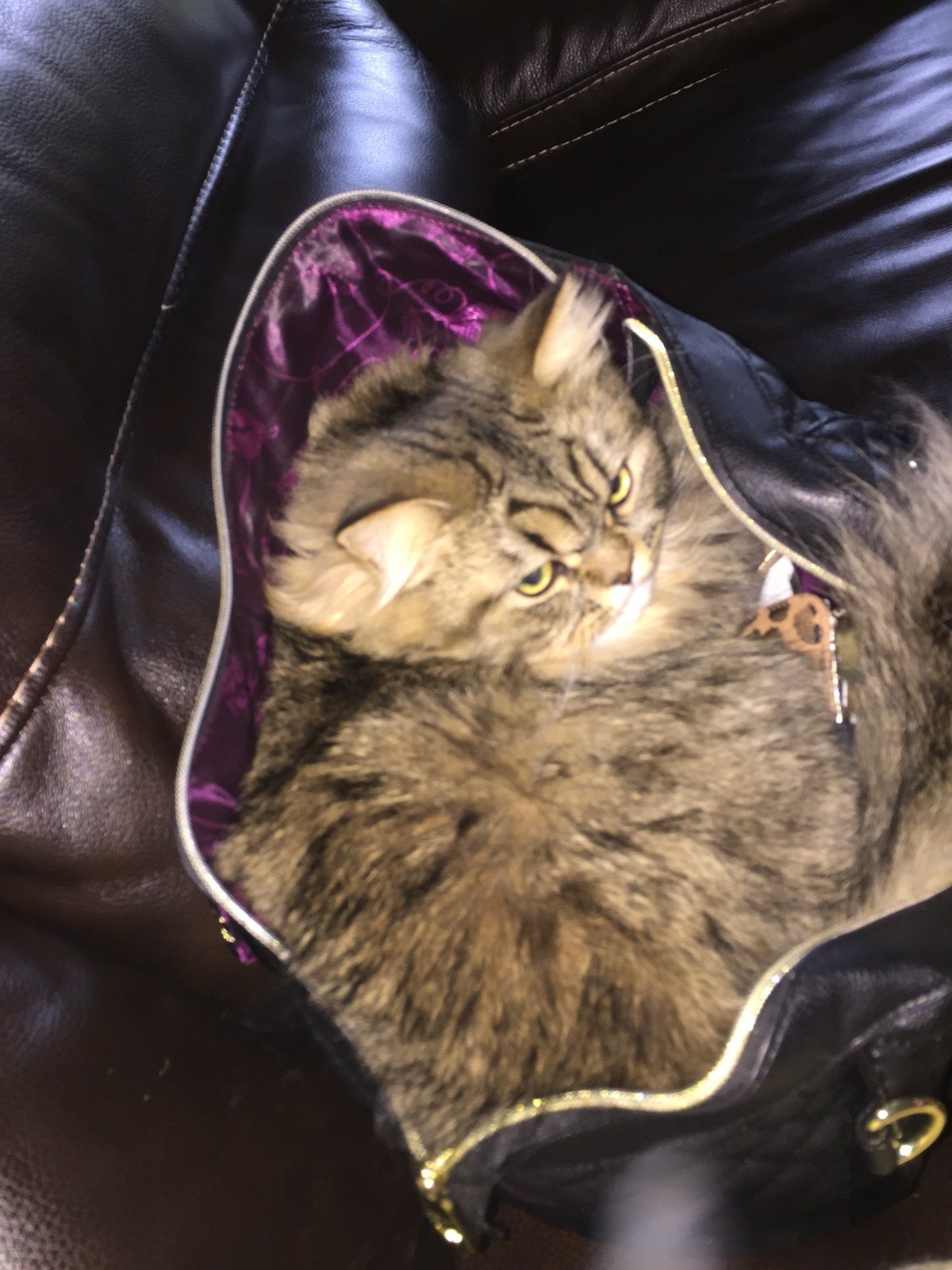Hi I'm Gizmo. I Don't Let My Mommy Go Anywhere Without Me.