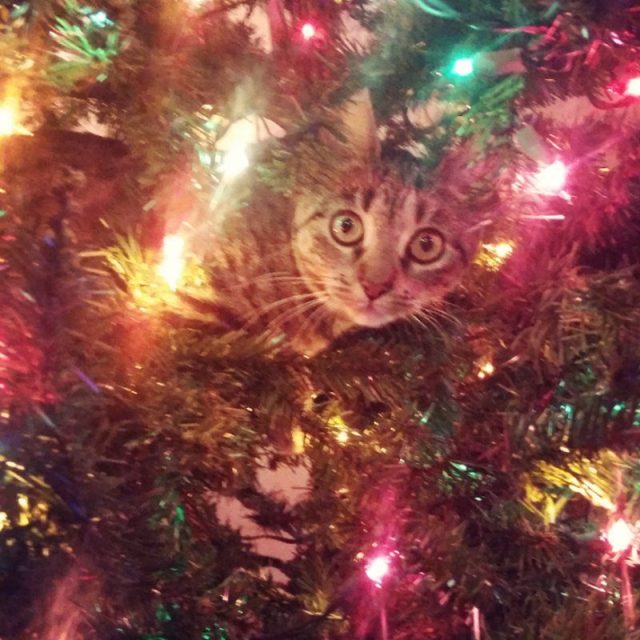 Umm Ya... Did You Need Something