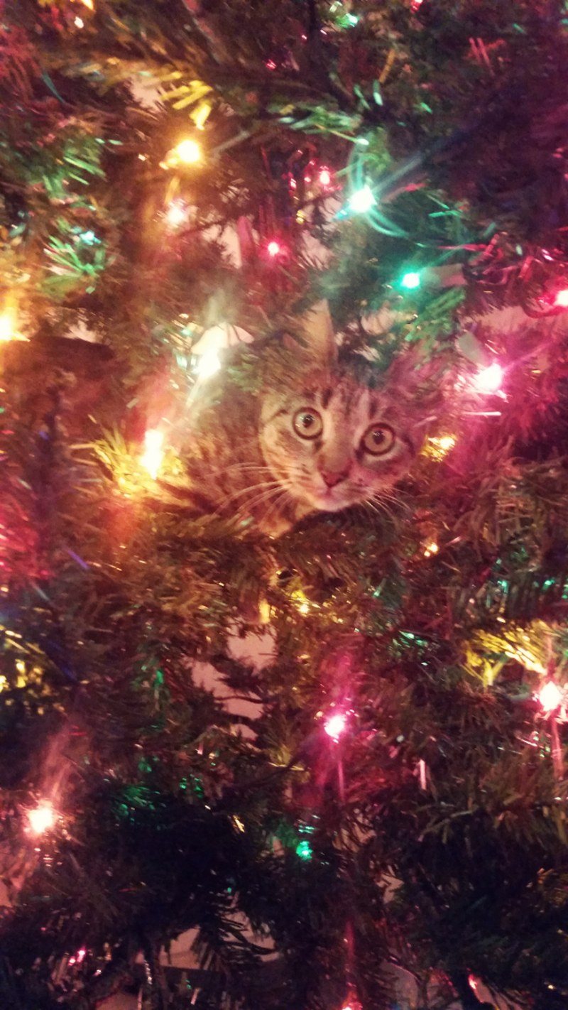 Umm Ya... Did You Need Something