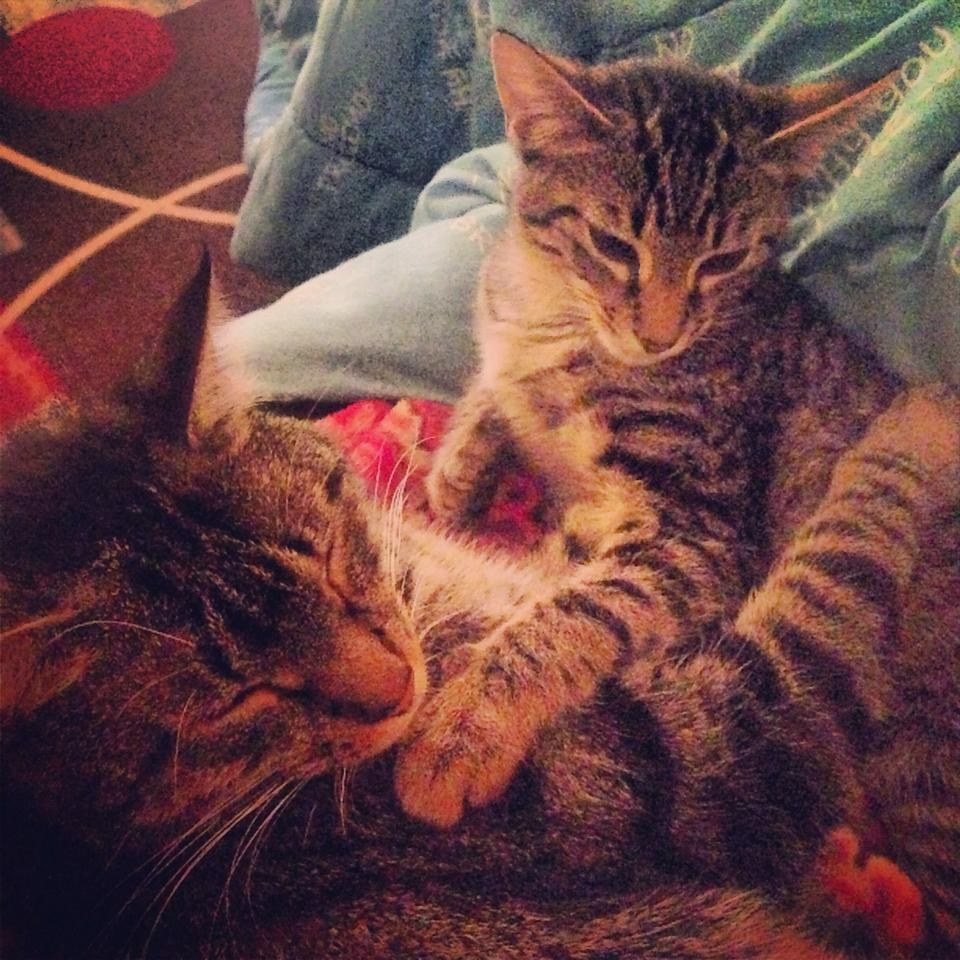 Ziggy And Bowie Always Need To Hug