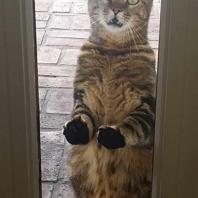Let Me In!
