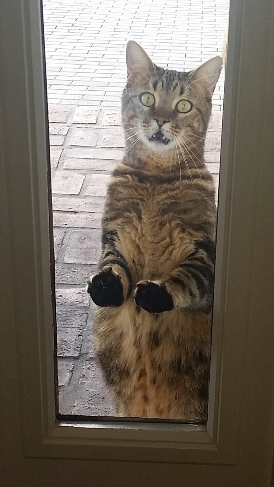 Let Me In!