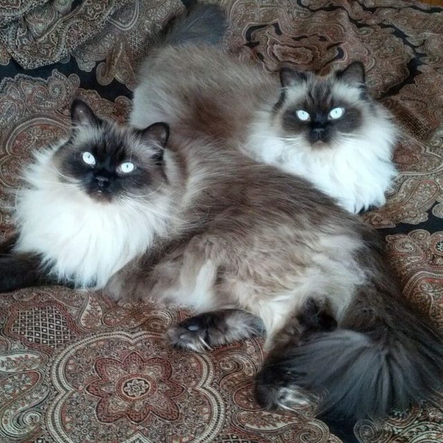 Jack And Harley