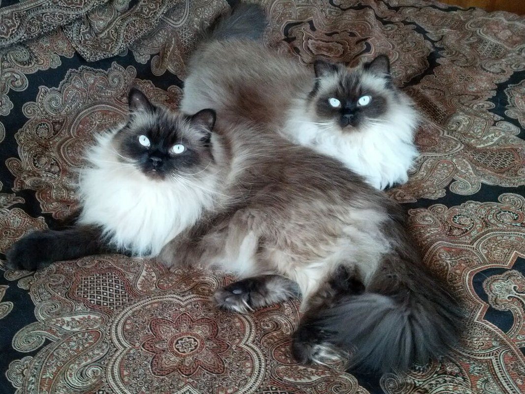 Jack And Harley