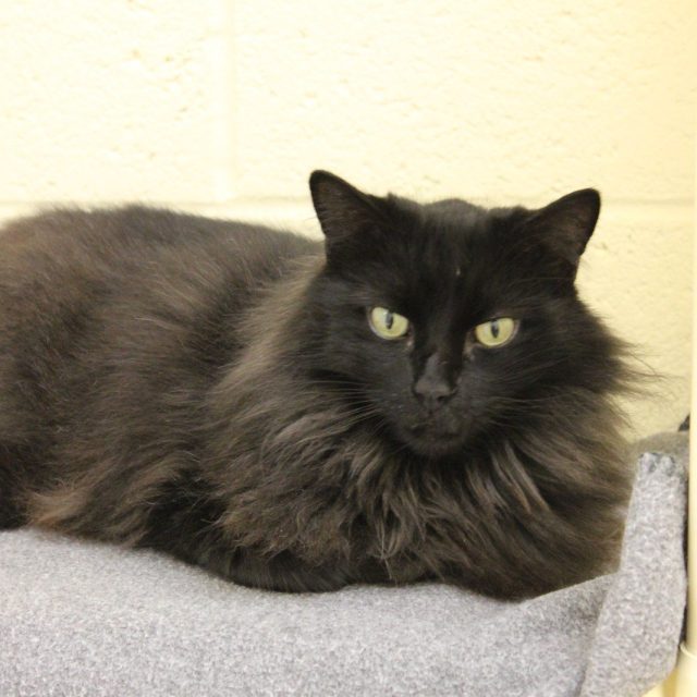 Meet Bubba, Available For Adoption At The Humane Society Of Vero Beach And India