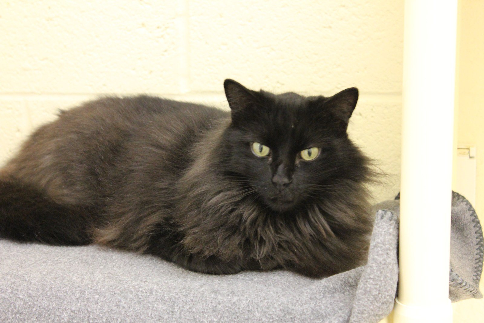 Meet Bubba, Available For Adoption At The Humane Society Of Vero Beach And India