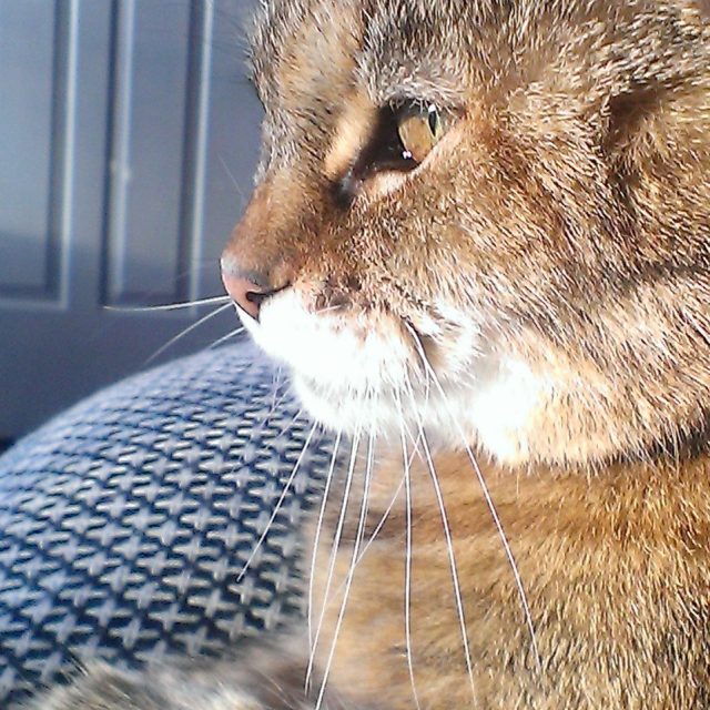 Mary Grace Soaking In The Rays.