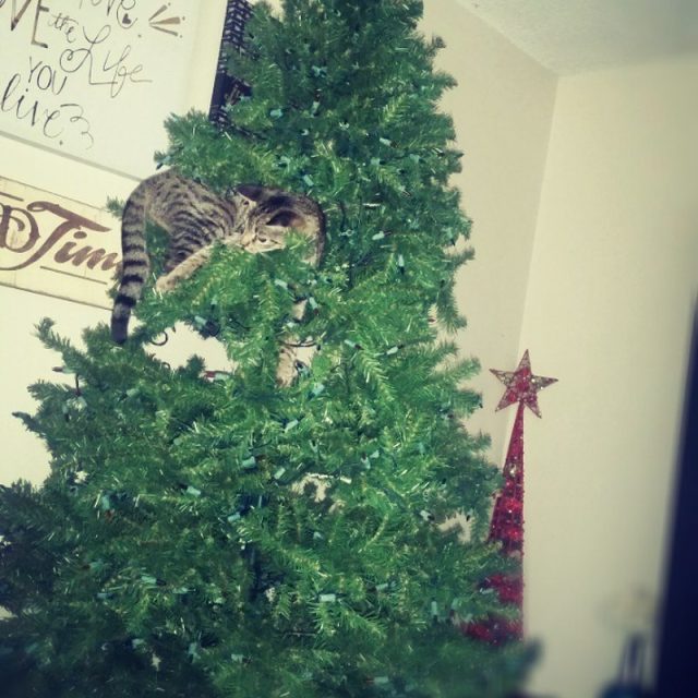 Whatever, I'm The Star